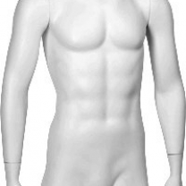 Манекен торс мужской, с руками, цвет белый, MD-C-01